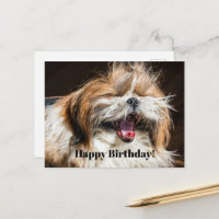 Shih tzu hurle rire drôle Joyeux anniversaire