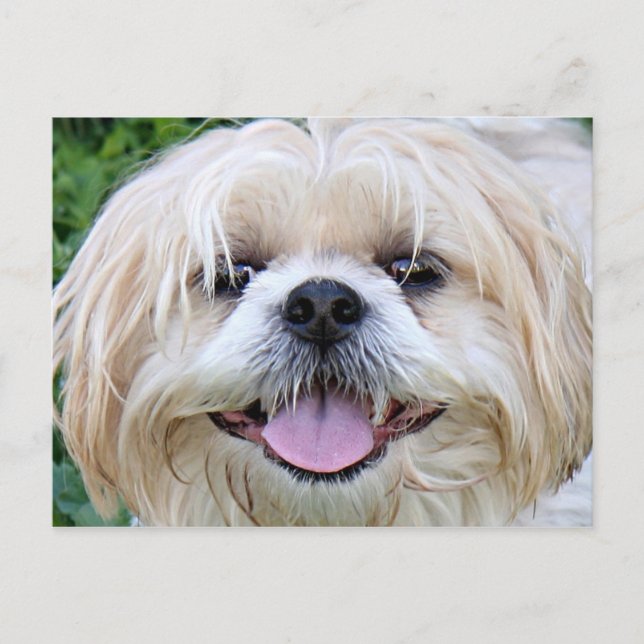 Carte Postale Shih Tzu Joyeux Visage ! (Devant)