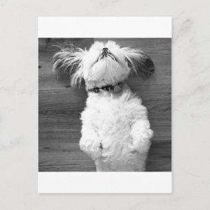 Carte Postale Shih Tzu Nap