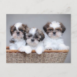 Carte Postale Shih Tzu puppies