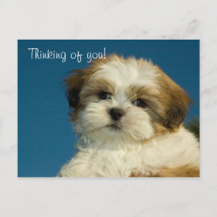 Carte Postale Shih Tzu Puppy "Penser à vous" PostCard