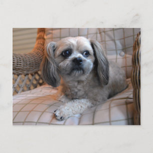 Carte Postale Shih Tzu réfléchi