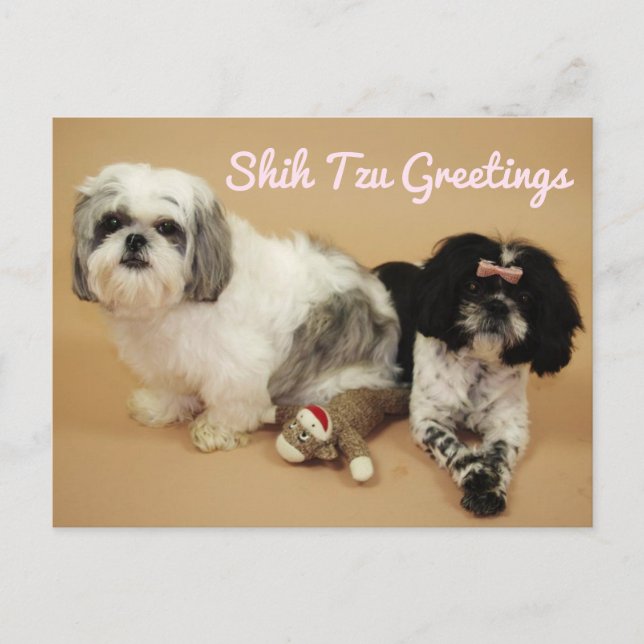 Carte Postale Shih Tzu Salutations (Devant)