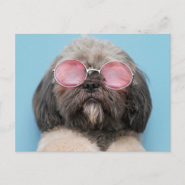Carte postale Shih Tzu Salutations (Devant)