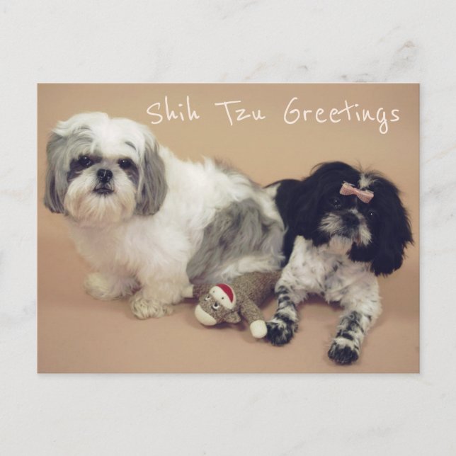 Carte Postale Shih Tzu Salutations (Devant)
