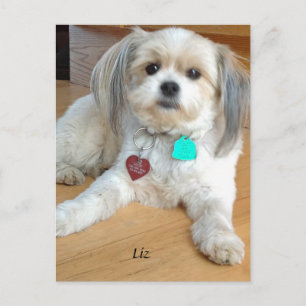 Carte Postale Shih TzuX nommé Liz Postcard