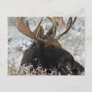 Carte Postale Shiras Bull Moose