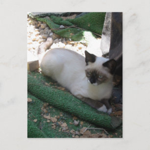 Carte Postale Shiva la raquette de neige
