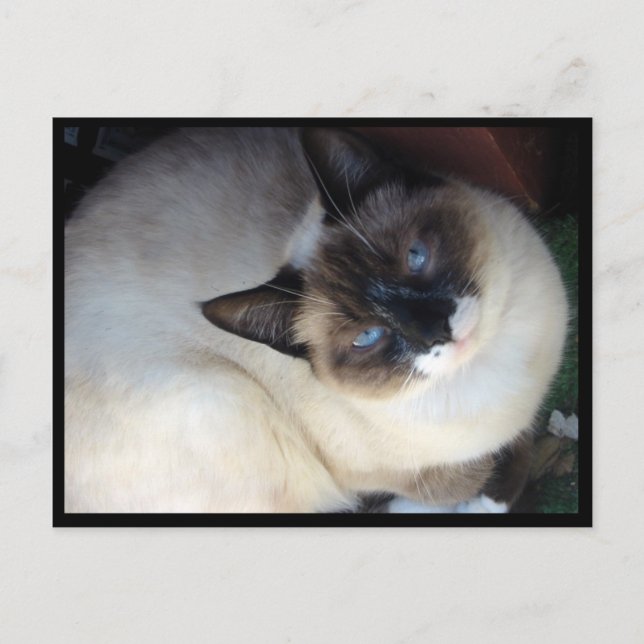 Carte Postale Shiva la raquette de neige (Devant)