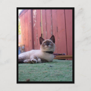 Carte Postale Shiva la raquette de neige