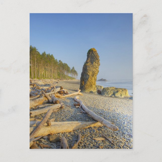 Carte Postale Shoreline and Seastacks, Ruby Beach, Olympic (Devant)