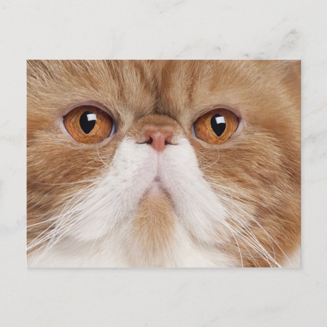 Carte Postale Shorthair exotique (2,5 ans) (Devant)
