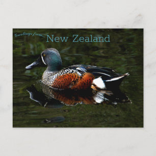 Carte Postale Shoveler Duck Nouvelle-Zélande
