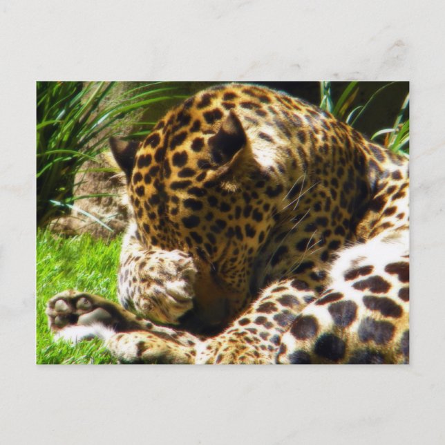 Carte Postale Shy Leopard (Devant)