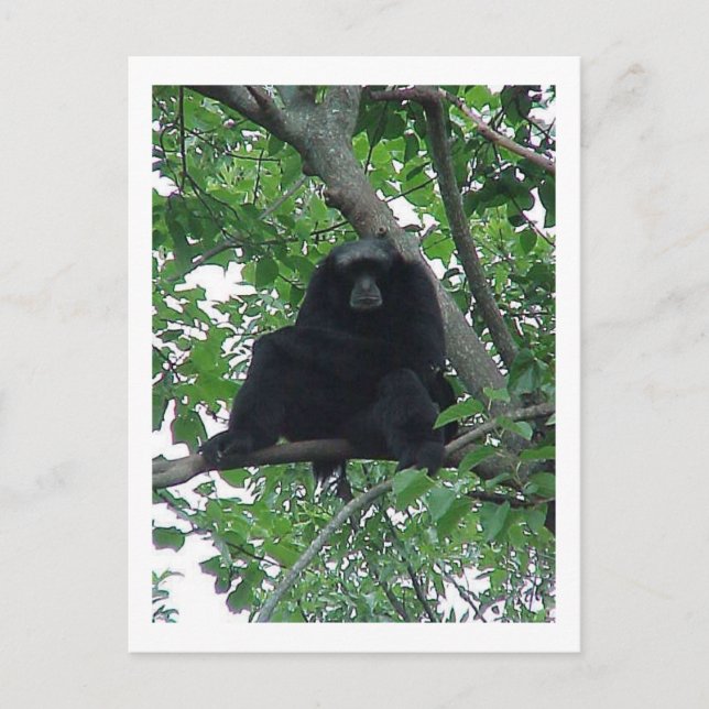 Carte Postale Siam Gibbon (Devant)