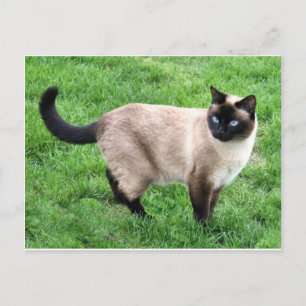 Carte Postale Siamese Chat Pet Purr Meow Kitty Destinée Art
