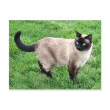 Siamese Chat Pet Purr Meow Kitty Destinée Art