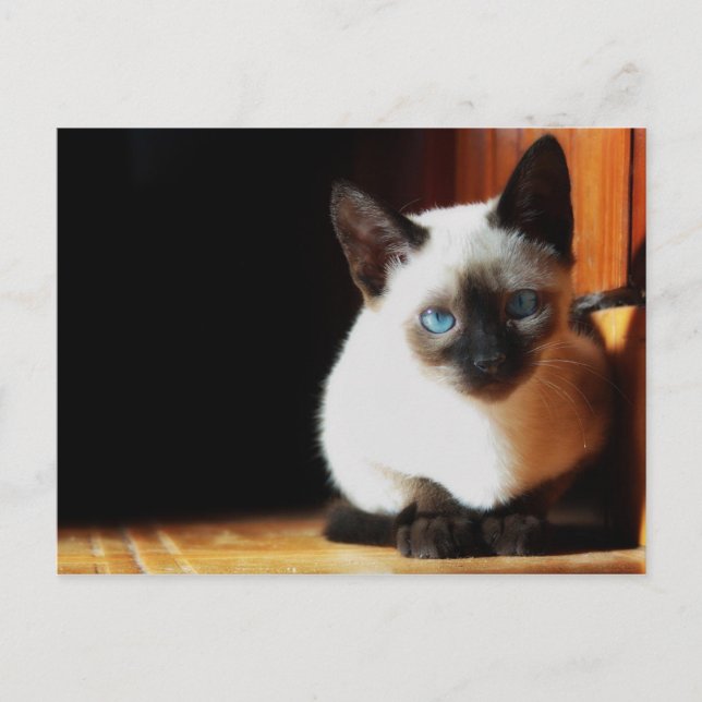Carte Postale Siamese Kitten (Devant)