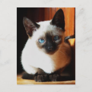 Carte Postale Siamese Kitten