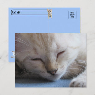 Carte Postale Siamese Kitten dormant après le passage à niveau -