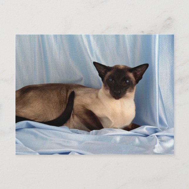 Carte Postale Siamese, point de phoque (Devant)