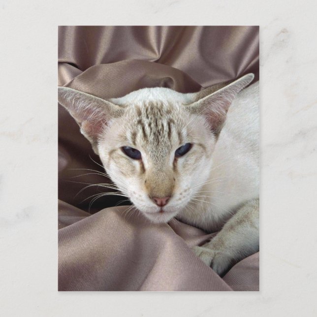 Carte Postale Siamese, tabby au chocolat (Devant)