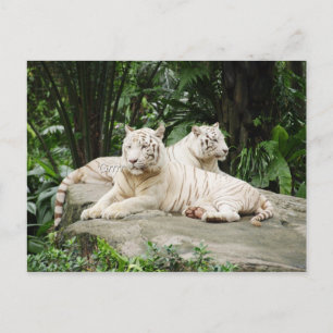 Carte Postale Sibérian