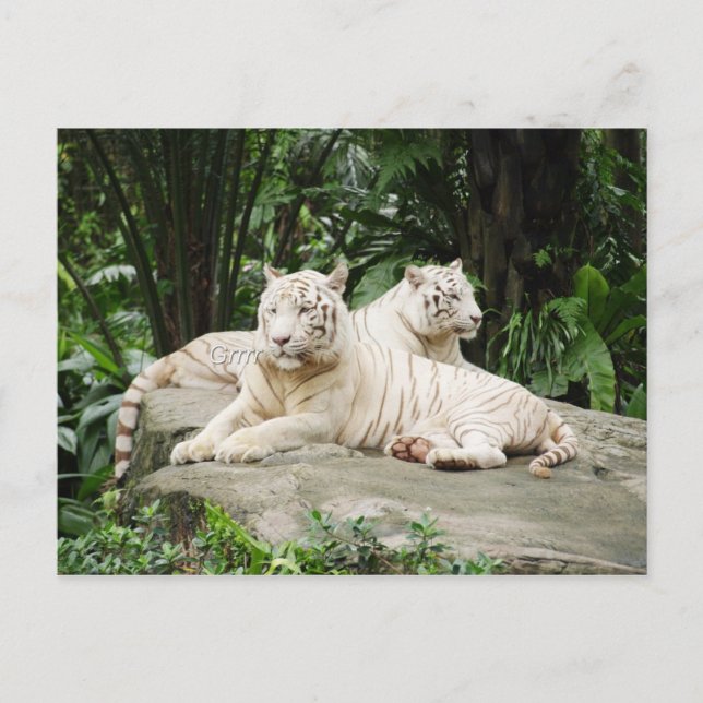 Carte Postale Sibérian (Devant)