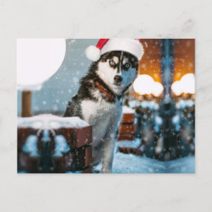 Carte Postale Siberian Husky
