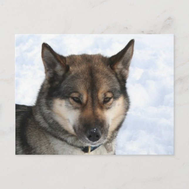 Carte Postale Siberian_Husky_agouti (Devant)