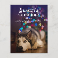 Siberian Husky pose sur son jouet favori