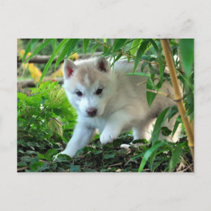 Carte Postale Siberian Husky Puppy