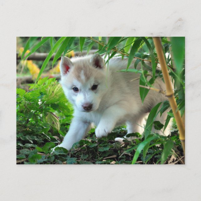Carte Postale Siberian Husky Puppy (Devant)