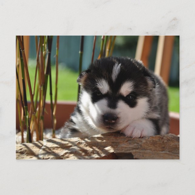 Carte Postale Siberian Husky Puppy (Devant)