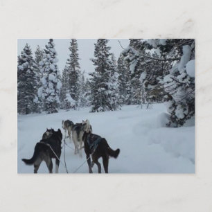 Carte postale Siberian Husky Safari