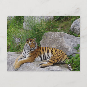 Carte Postale Siberian Tiger Relaxing on a Rock