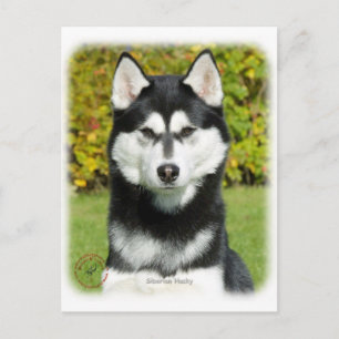 Carte Postale Sibérie Husky 9P046D-49