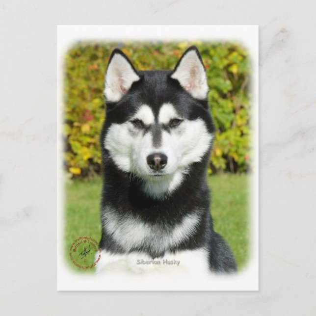 Carte Postale Sibérie Husky 9P046D-49 (Devant)