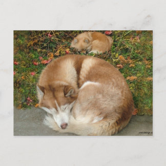Carte Postale Sibérie Husky et Allemand Klein Spitz Pomeranian