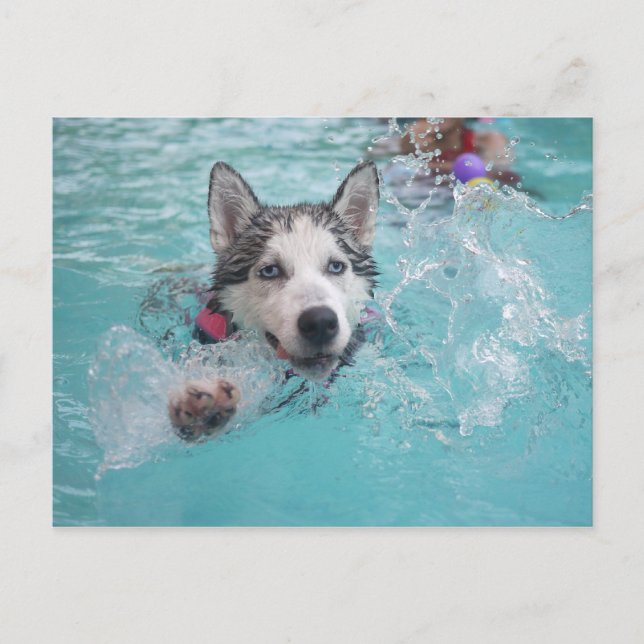 Carte Postale Sibérie Husky nager dans la piscine (Devant)