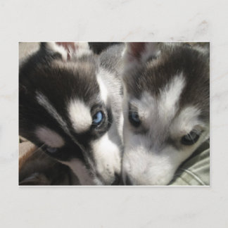 Carte Postale Sibérie Husky Puppy