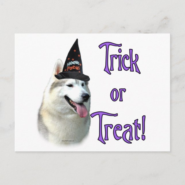 Carte Postale Sibérie Husky Trick (Devant)
