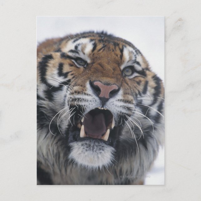 Carte Postale Sibérie Tiger Snarling (Devant)