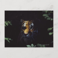 Sibérie Tigre (Panthera Tigris Altaica) pairs
