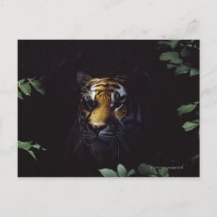 Carte Postale Sibérie Tigre (Panthera Tigris Altaica) pairs