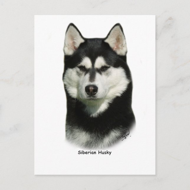 Carte Postale Sibérien Husky (Devant)