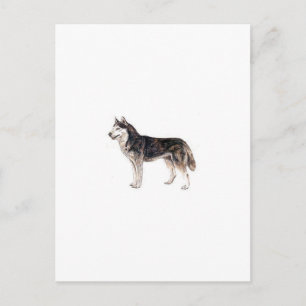 Carte Postale Sibérien Husky