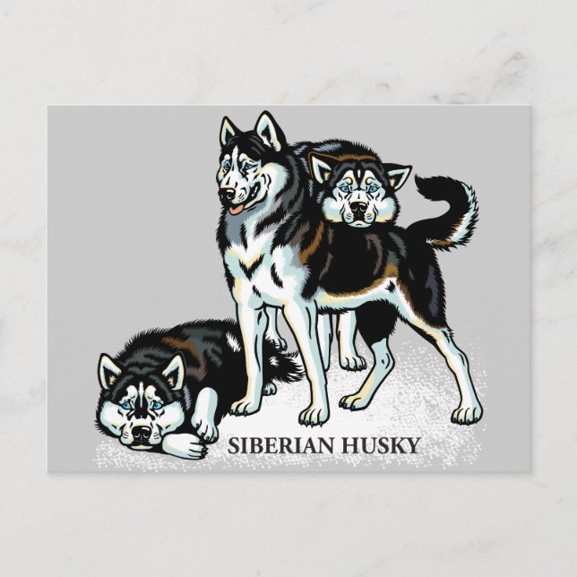 Carte Postale sibérien husky (Devant)