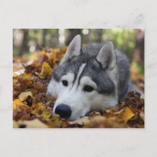 Carte Postale Sibérien Husky