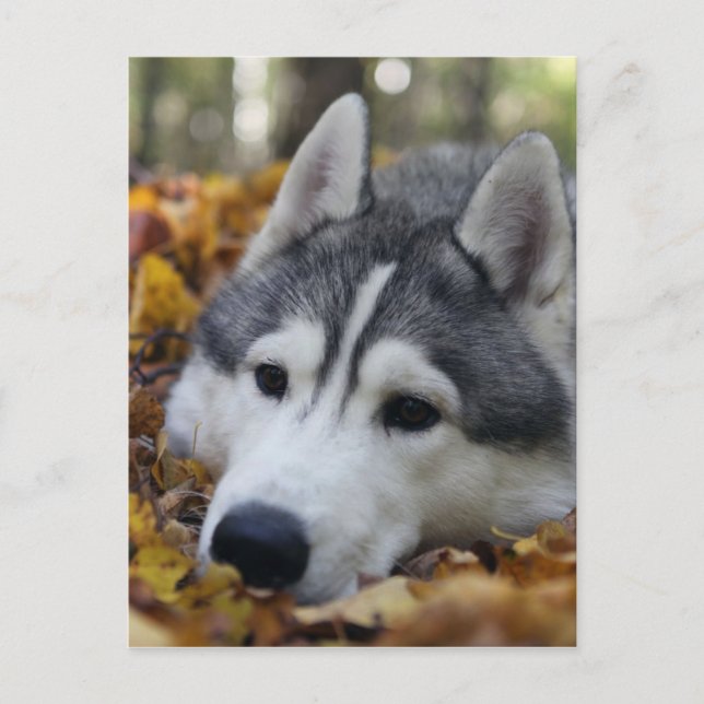 Carte Postale Sibérien Husky (Devant)